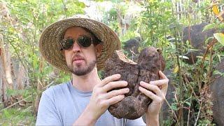 How to Propagate Yams the Easy Way The Minisett Method