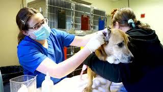 Sweeties bladder stone surgery