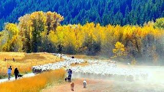 Trailing of the Sheep Festival Sun Valley Idaho