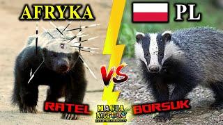 Ratel vs Borsuk - Który Jest Większy? Silniejszy?