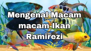 Mengenal Macam Macam Ikan Remirezi