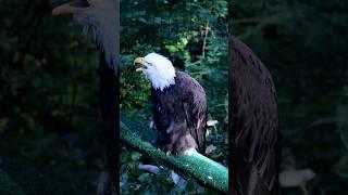 Bald Eagle vs Red-tailed Hawk Vocalization #HawkvsEagle #vocalist #animalfacts