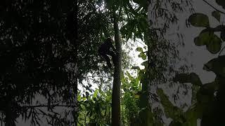 cara cepat panjat pohon dengan tali
