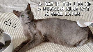 A Day in the Life of a Russian Blue Cat  A Year Later… Sebastian Edition 