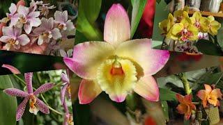 Цветущие орхидеи в феврале. Ароматные и глянцевые яркие и приглушенные но такие прекрасные.