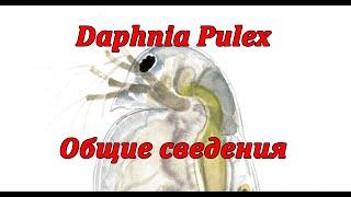 Дафния Пулекс Daphnia Pulex или обыкновенная дафния - общие сведения