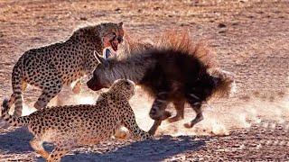Бурая гиена нападает на Африканских хищников.