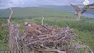 Louis the Loch Arkaig Osprey arrives without a fish and coy-mantles for Dorcha 4 Jul 2024