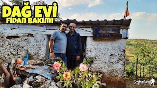 DAĞ EVİ FİDANLARININ AŞI YERLERİNİN BAKIMI - HATALI FİDAN DİKİMİNDEN DÖNDÜK. GEZGİNİN ROTASI