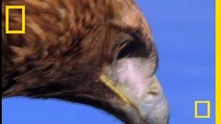 Golden Eagle vs. Hare  National Geographic