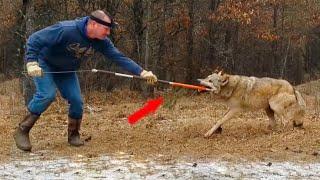 Man Decided to Help the Wounded Wolf What Happened After will SHOCK you