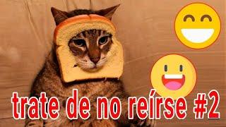 trate de no reírse - videos divertidos de gatos y perros #2