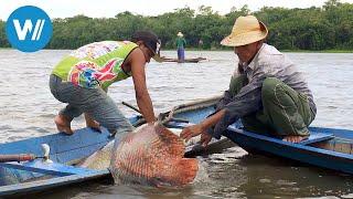 Arapaima der Riesenfisch vom Amazonas 360° - GEO Reportage