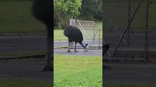 Cassowary strolls through the School