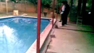 Fox terrier pushes his dad into pool