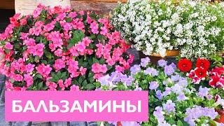 БАЛЬЗАМИНЫ Все секреты выращивания и ухода