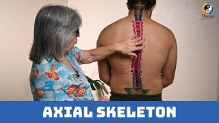 The Axial Skeleton