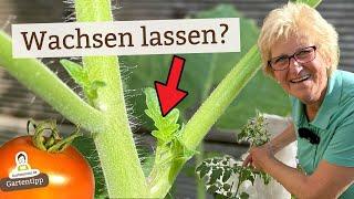 Tomaten ausgeizen oder nicht? Was passiert wenn...