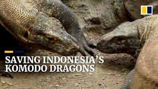 Endangered Komodo dragons bred at Indonesia’s Surabaya Zoo could help save species