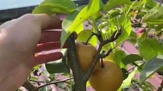 Korean Giant Asian Pear Orchard Taste Test Pacific Northwest