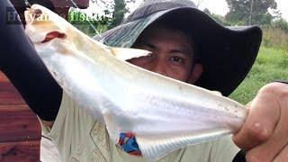 MANCING UMPAN CAKWE STIKE IKAN CHAMPIONS