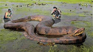 10 Biggest Snakes Ever Captured 