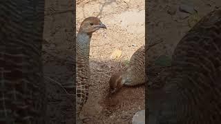 The game bird  grey francolins#birdslover #dhaknitetar #francolinus #blackfrancolin #birds