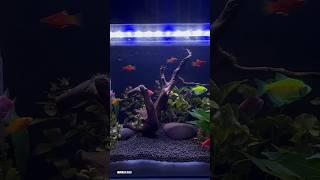 My planted tank setup update  #muralisvlog #plantedtanksetup #aquascape #kolathurfishmarket #platy