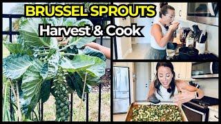 I Cooked Brussel Sprout LEAVES for the First Time Ever and They Were BETTER THAN COLLARDS