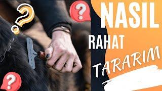 Köpeğim Tararken Rahat Durmuyor? Köpeğim Tarağı Isırıyor? Nasıl Rahat Tarayabilirim. Detaylı Anlatım