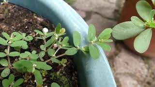 Identifying Purslane and Hairy-Stemmed Spurge