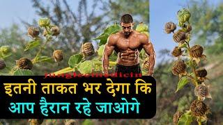 अतिबला का पौधा एक महाशक्तिशाली जड़ीबूटी है Atibala ke fayde or Nuskhe  Abutilon indicum