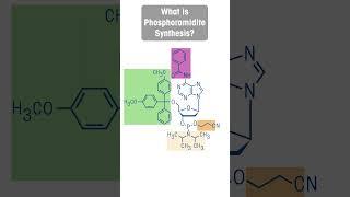 What is Phosphoramidite Synthesis?