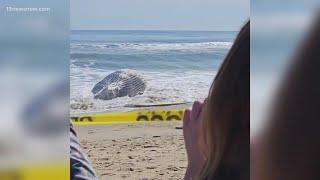 Humpback whale washes up on Virginia Beach Oceanfront