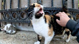 Cat with a very ticklish back - Her reaction is hilarious