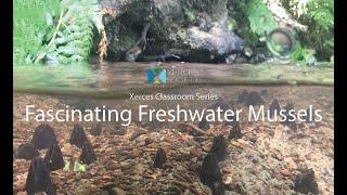 Xerces Classroom for Youth Fascinating Freshwater Mussels