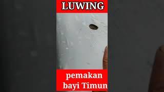 PEMAKAN TANANAM BAYI TIMUN