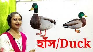 Birds  Birds Names for kids  সবচেয়ে সুন্দর ২০টি পাখির নাম  Learn Some Birds Names & Work kids