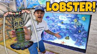 Buying RARE LOBSTER for My REEF POND