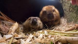 Sleepy Beavers Have Breakfast In Bed