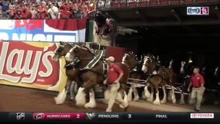 Budweiser Clydesdales carry on Cardinals tradition