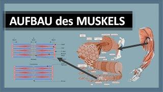 Muskelanatomie - Aufbau des Muskels - Skelettmuskulatur im Detail - Aktin Myosin & Z-Scheiben