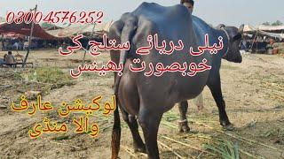 Neli ki top buffalo for sale Okara Animal TV 03004576252 .1292024 لوکیشن عارف والا منڈی