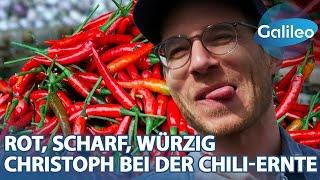 Rot scharf würzig Reporter Christoph bei der Chili-Ernte