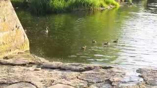 Дикие утки на прогулке. Wild ducks on a walk