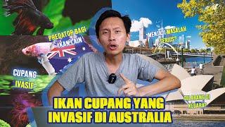 IKAN CUPANG YANG TERNYATA IKAN INVASIF DI AUSTRALIA ?