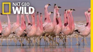 These Flamingos Have Sweet Dance Moves  Wild Argentina