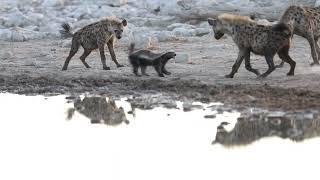 HYENAS VS HONEY BADGER 4K VIDEO SHOT WITH 1DX MARK II & CANON 600MM #ETOSHANATIONALPARK #NAMIBIA