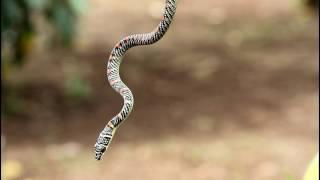 Paradise Tree Snake C. paradisi variabilis
