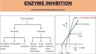 Enzyme Inhibition and Its Types  Enzyme Inhibition  Biochemistry